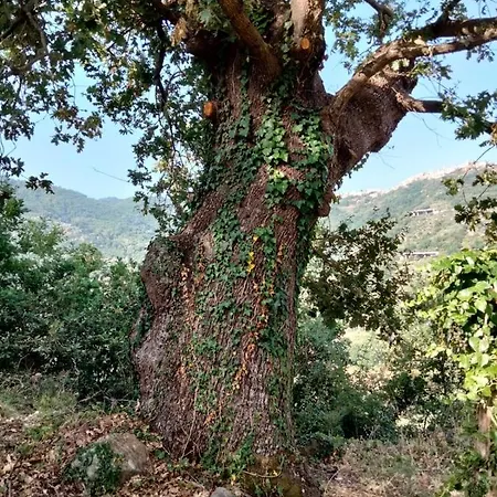 B&B L'antica Quercia 3*