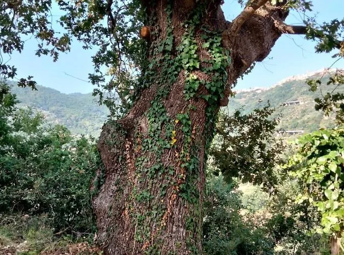 Bed & Breakfast L'antica Quercia 3*