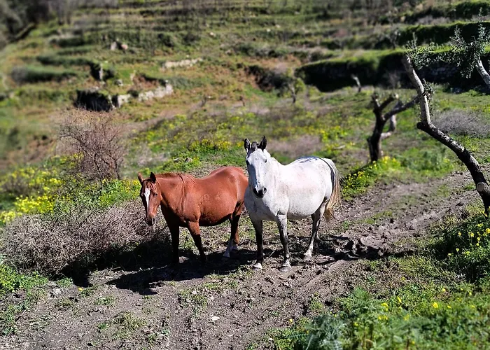 L'antica Quercia Castell'Umberto