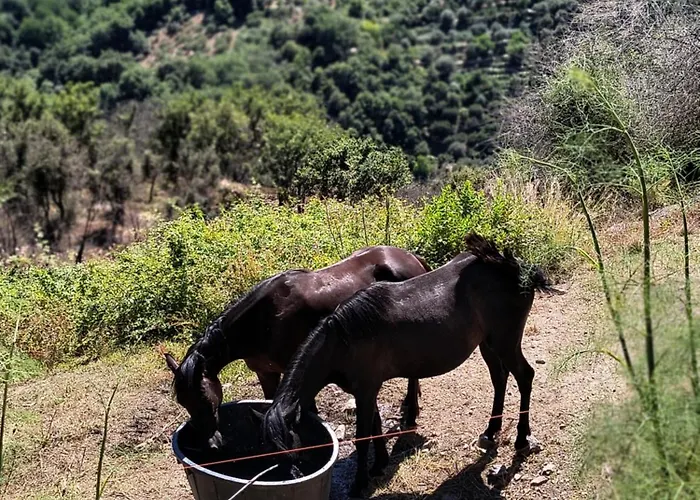 L'antica Quercia 3* Castell'Umberto