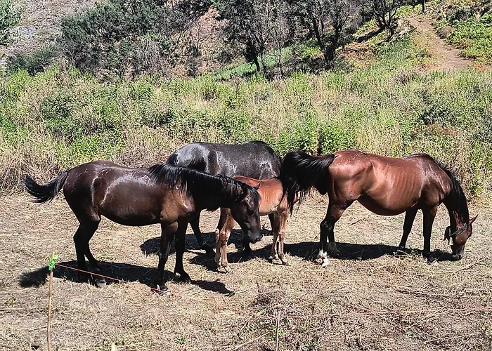 Bed & Breakfast L'antica Quercia